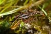 Gerris lacustris
